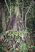 Erika Lodge and the jungle in the Manu reserve